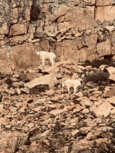As I hiked through the “Notch” the highest point of my hike I looked up to a spectacular sight, gorgeous mountain goats on the cliffs above.